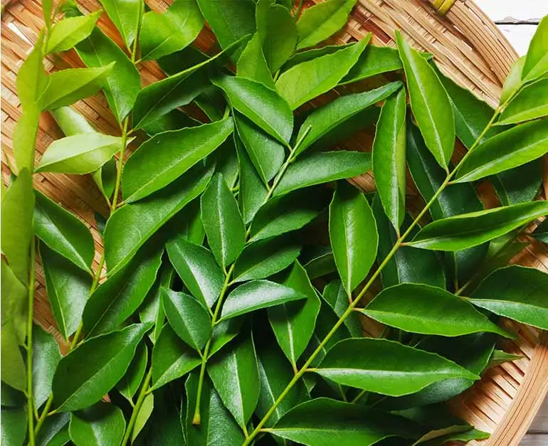 CURRY LEAVES