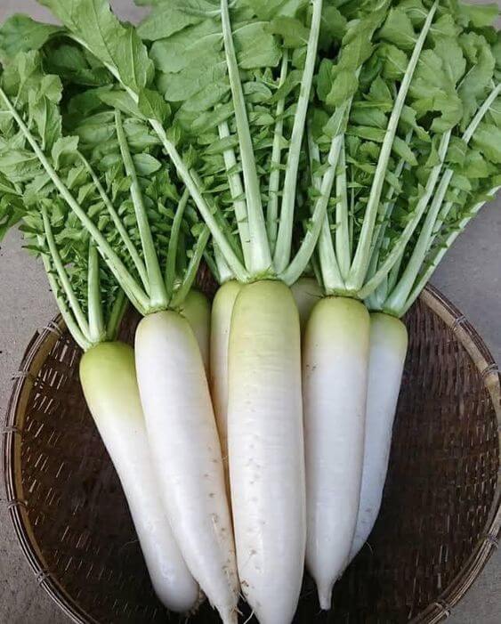 RADISH