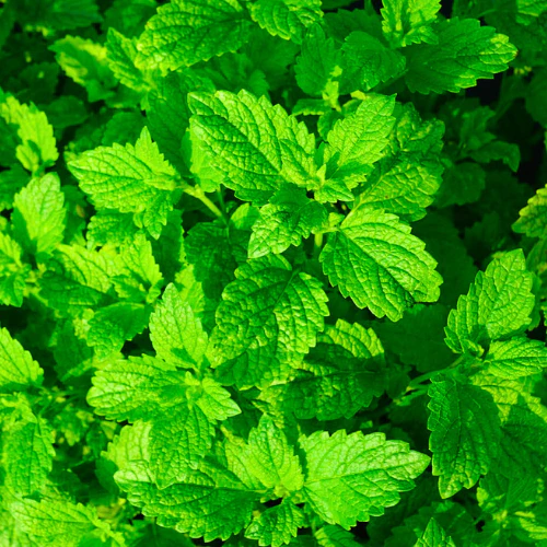 PUDINA LEAVES