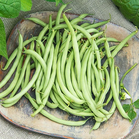 ENGLISH BEANS