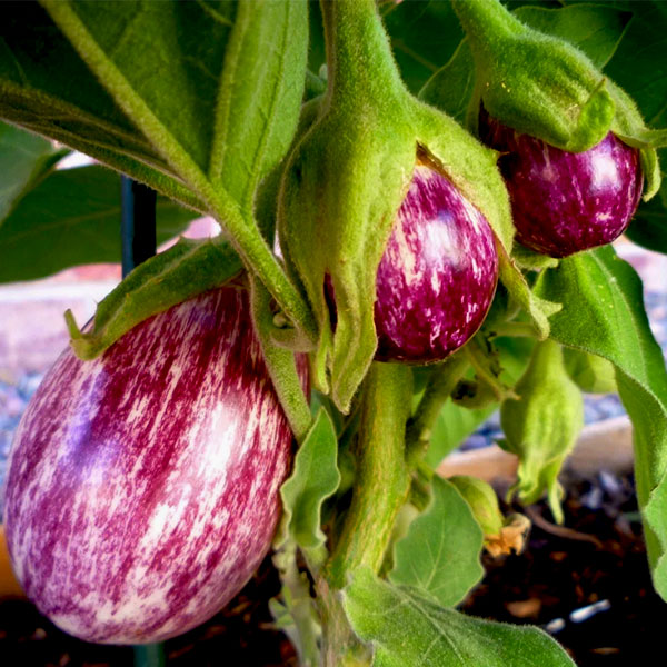 BRINJAL (NAADU)