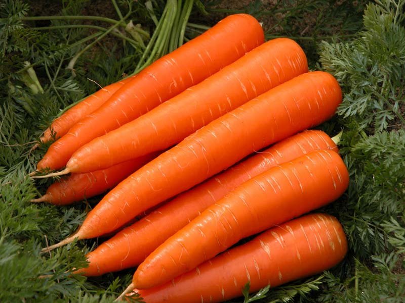 CARROT